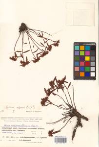 Phedimus aizoon (L.) 't Hart, Siberia, Russian Far East (S6) (Russia)