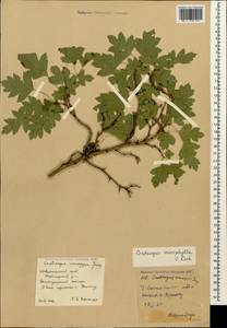 Crataegus microphylla C. Koch, Caucasus, Stavropol Krai, Karachay-Cherkessia & Kabardino-Balkaria (K1b) (Russia)