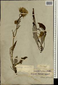 Berkheya speciosa (DC.) O.Hoffm., Africa (AFR) (South Africa)