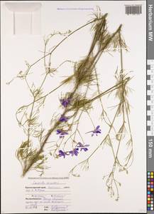 Delphinium ajacis L., Caucasus, Krasnodar Krai & Adygea (K1a) (Russia)