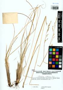 Festuca altaica Trin., Siberia, Baikal & Transbaikal region (S4) (Russia)