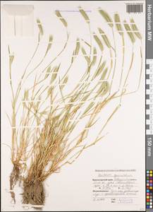 Hordeum marinum subsp. gussoneanum (Parl.) Thell., Caucasus, Black Sea Shore (from Novorossiysk to Adler) (K3) (Russia)