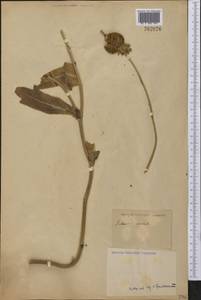 Gaillardia aristata Pursh, America (AMER) (Not classified)