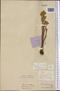 Phelipanche ramosa (L.) Pomel, Middle Asia, Northern & Central Kazakhstan (M10) (Kazakhstan)