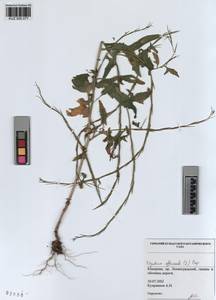 KUZ 005 077, Sisymbrium officinale (L.) Scop., Siberia, Altai & Sayany Mountains (S2) (Russia)