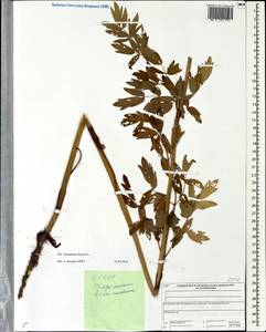 Thalictrum flavum L., Eastern Europe, Central forest region (E5) (Russia)