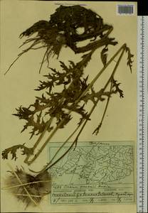 Cirsium maackii Maxim., Siberia, Russian Far East (S6) (Russia)