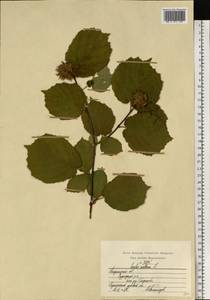 Corylus avellana L., Eastern Europe, Central region (E4) (Russia)