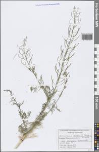 Descurainia sophia (L.) Webb ex Prantl, Eastern Europe, Middle Volga region (E8) (Russia)