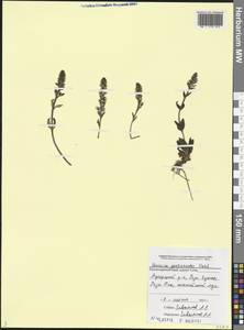 Veronica gentianoides Vahl, Caucasus, Black Sea Shore (from Novorossiysk to Adler) (K3) (Russia)