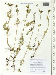 Anthriscus cerefolium (L.) Hoffm., Eastern Europe, Rostov Oblast (E12a) (Russia)