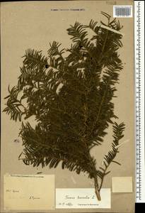 Taxus baccata L., Crimea (KRYM) (Russia)