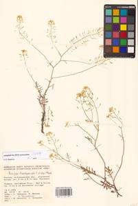 Rorippa brachycarpa (C.A.Mey.) Hayek, Eastern Europe, Lower Volga region (E9) (Russia)