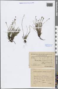 Equisetum scirpoides Michx., Siberia, Yakutia (S5) (Russia)