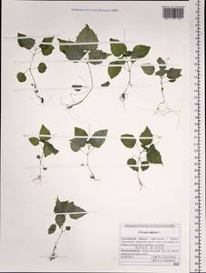 Circaea alpina L., Siberia, Russian Far East (S6) (Russia)