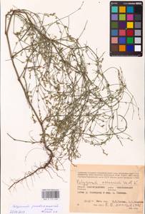 Polygonum arenarium subsp. arenarium, Eastern Europe, Lower Volga region (E9) (Russia)