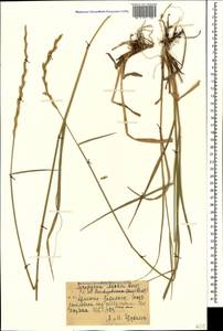 Thinopyrum intermedium subsp. intermedium, Caucasus, Armenia (K5) (Armenia)