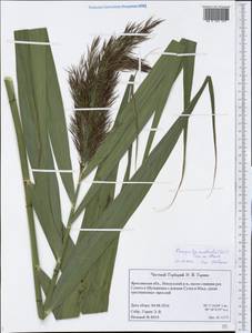 Phragmites australis (Cav.) Trin. ex Steud., Eastern Europe, Central forest region (E5) (Russia)