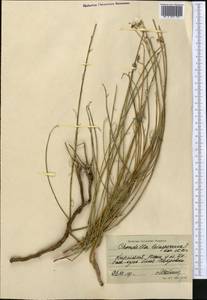 Chondrilla leiosperma Kar. & Kir., Middle Asia, Northern & Central Tian Shan (M4) (Kyrgyzstan)