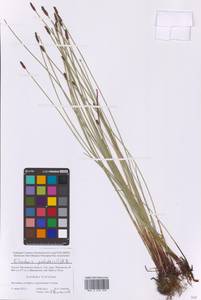 Eleocharis palustris (L.) Roem. & Schult., Eastern Europe, Moscow region (E4a) (Russia)