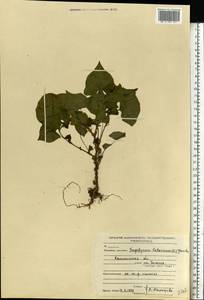 Fagopyrum tataricum (L.) Gaertn., Eastern Europe, North-Western region (E2) (Russia)