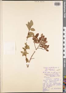 Salix myrtilloides L., Eastern Europe, Central region (E4) (Russia)