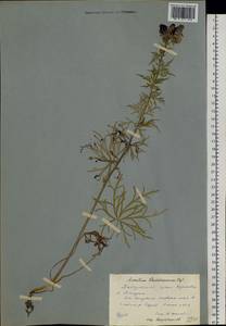 Aconitum glandulosum Rapaics, Siberia, Russian Far East (S6) (Russia)