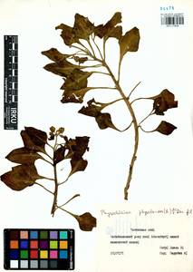 Physochlaina physaloides (L.) G. Don, Siberia, Baikal & Transbaikal region (S4) (Russia)