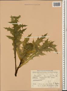 Gundelia tournefortii L., Caucasus, Azerbaijan (K6) (Azerbaijan)