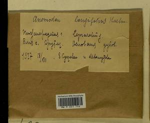 Anomodontella longifolia (Schleich. ex Brid.) Ignatov & Fedosov, Bryophytes, Bryophytes - Middle Russia (B6) (Russia)