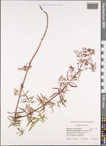 Galium boreale L., Siberia, Baikal & Transbaikal region (S4) (Russia)