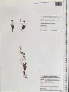 Braya purpurascens (R.Br.) Bunge ex Ledeb., Siberia, Central Siberia (S3) (Russia)