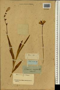 Tritonia crocata (L.) Ker Gawl., Botanic gardens and arboreta (GARD) (Russia)