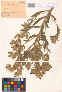 MHA 0 153 664, Onosma dichroanthum Boiss., Eastern Europe, Lower Volga region (E9) (Russia)