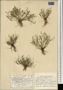 Juncus bufonius L., Mongolia (MONG) (Mongolia)