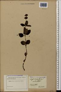Lysimachia verticillaris Spreng., Caucasus (no precise locality) (K0)