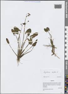Sagittaria trifolia L., Siberia, Russian Far East (S6) (Russia)