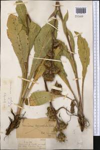 Saussurea sordida Kar. & Kir., Middle Asia, Dzungarian Alatau & Tarbagatai (M5) (Kazakhstan)