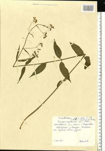 Vincetoxicum hirundinaria Medik., Eastern Europe, South Ukrainian region (E12) (Ukraine)