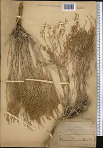 Artemisia terrae-albae Krasch., Middle Asia, Muyunkumy, Balkhash & Betpak-Dala (M9) (Kazakhstan)