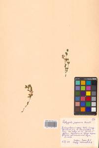 Polygala japonica Houtt., Siberia, Russian Far East (S6) (Russia)