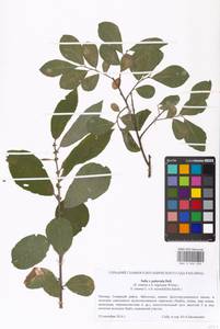 Salix vaudensis Schleich. ex J.Forbes, Eastern Europe, Moscow region (E4a) (Russia)