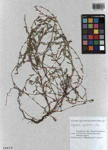 Polygonum aviculare subsp. neglectum (Besser) Arcang., Siberia, Altai & Sayany Mountains (S2) (Russia)