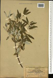 Elaeagnus angustifolia L., Caucasus, Azerbaijan (K6) (Azerbaijan)