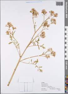 Crambe, Eastern Europe, Rostov Oblast (E12a) (Russia)