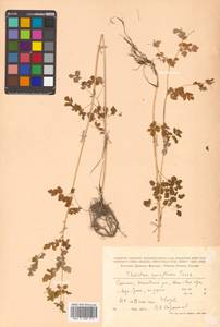 Thalictrum sparsiflorum Turcz. ex Fisch. & C. A. Mey., Siberia, Russian Far East (S6) (Russia)