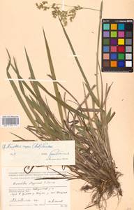 Anthoxanthum repens (Host) Veldkamp, Eastern Europe, Western region (E3) (Russia)