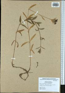 Dianthus barbatus L., Eastern Europe, Central region (E4) (Russia)