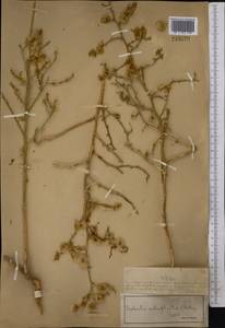 Halothamnus subaphyllus (C. A. Mey.) Botsch., Middle Asia, Syr-Darian deserts & Kyzylkum (M7) (Kazakhstan)