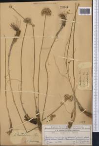 Allium teretifolium Regel, Middle Asia, Dzungarian Alatau & Tarbagatai (M5) (Kazakhstan)